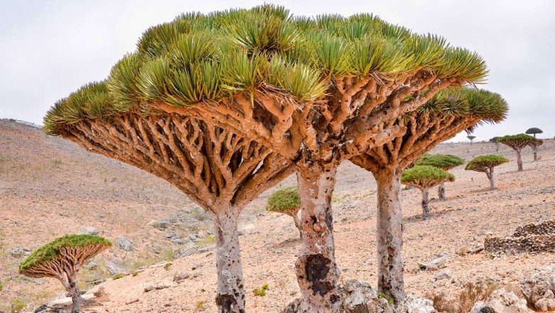 11 Most Bizarre Trees in The World