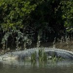 7 Tourist Attractions of Sundarbans