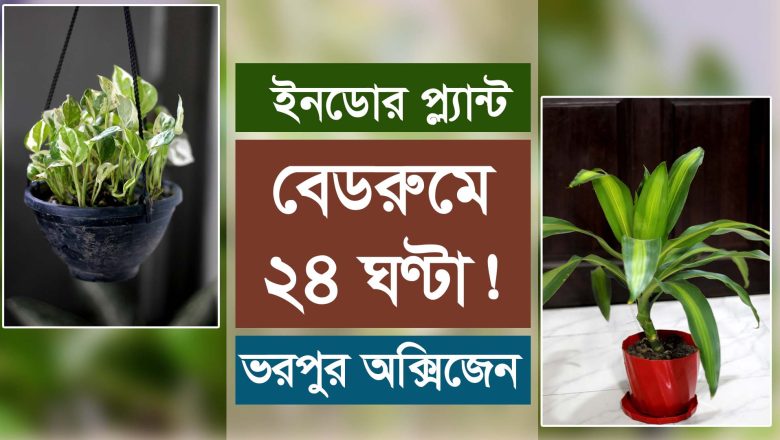 যে ইনডোর গাছগুলো বেডরুমে ২৪ ঘণ্টা ভরপুর অক্সিজেন দেবে