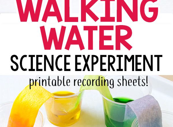 Walking Water: Science Experiment for Kids