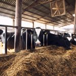 How to Build a Successful Dairy Farm