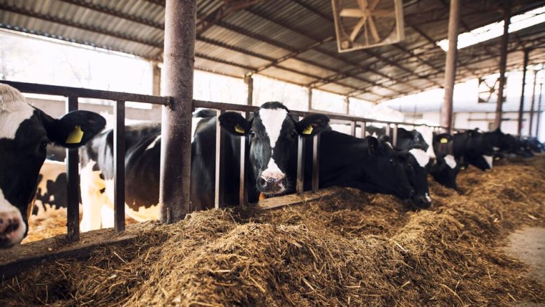 How to Build a Successful Dairy Farm