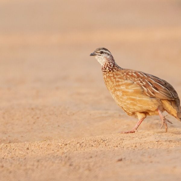 Quail Rearing Guide for beginners