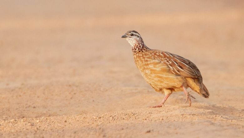 Quail Rearing Guide for beginners