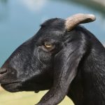 black bengal goat closeup