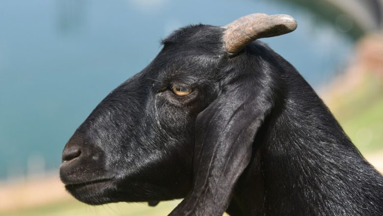 Black Bengal Goat Rearing: A Comprehensive Guide