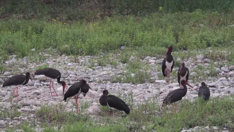 বেইজিংয়ে উড়াল দিল রেকর্ড সংখ্যক কালো সারসের ছানা