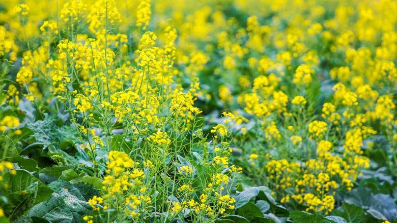চীনে নতুন জাতের রেপসিডে এশিয়ায় কৃষি বিপ্লবের হাতছানি