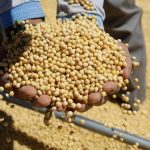 সয়াবিনের নতুন প্রজাতি উদ্ভাবনে এগিয়ে চীন