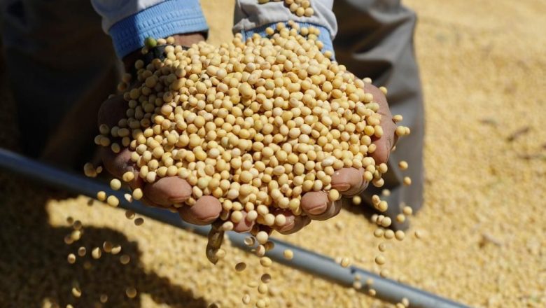 সয়াবিনের নতুন প্রজাতি উদ্ভাবনে এগিয়ে চীন