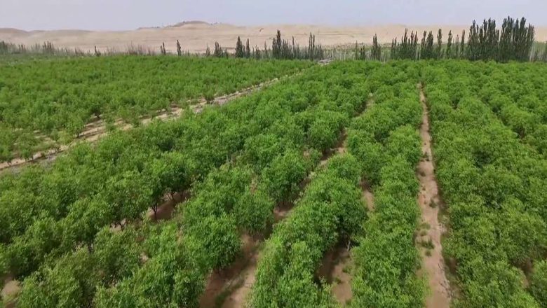 চীনের তাকলামাকানে সবুজের জয়