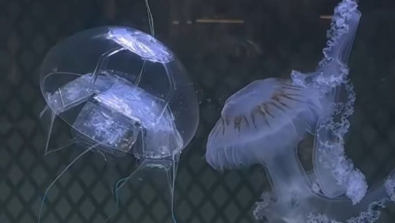 গভীর সমুদ্রে অভিযান চালাবে চীনের এআই জেলিফিশ রোবট