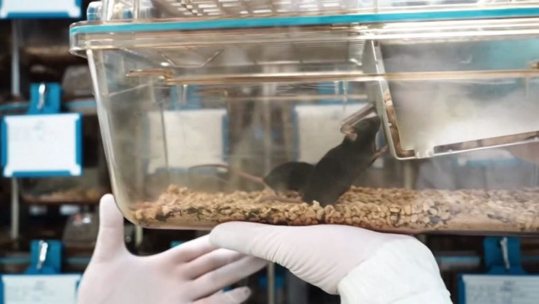 থিয়ানকংয়ে যত্নে আছে ইঁদুরগুলো, ‘ভর্তি পরীক্ষা’ হয়েছিল যেভাবে