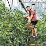 হুনানে মরিচের নতুন জাত, মিলছে চারগুণ ফলন