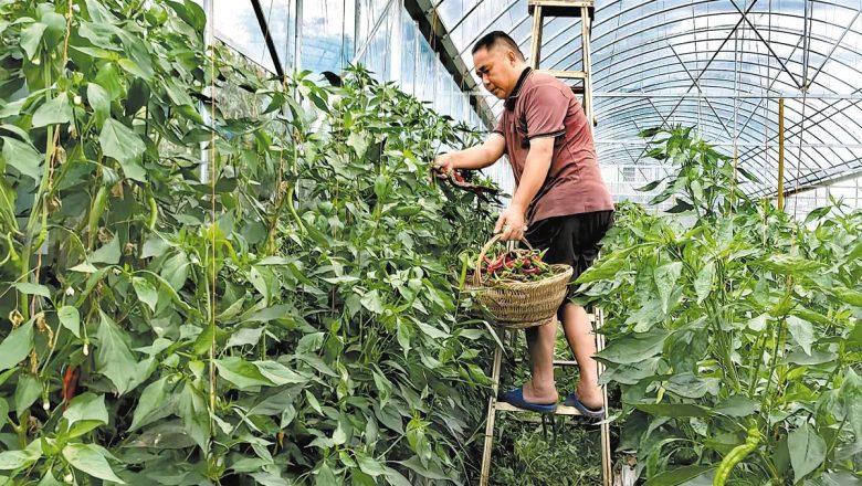 হুনানে মরিচের নতুন জাত, মিলছে চারগুণ ফলন