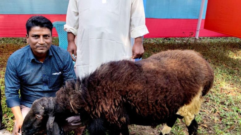 মরুভূমির দুম্বা এখন পাইকগাছায় বানিজ্যিক ভাবে পালন 