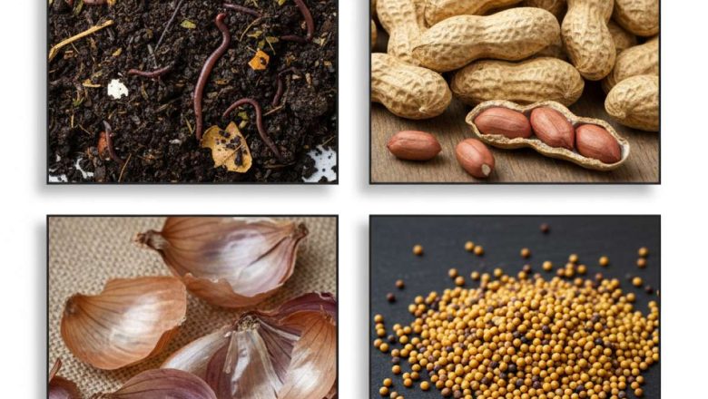 গাছের জন্য সেরা জৈব টোটকা