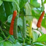 বাংলায় লঙ্কা মরিচ