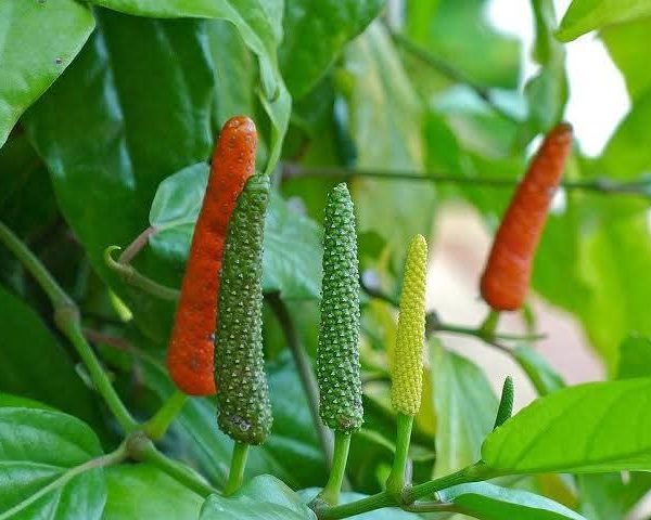 বাংলায় লঙ্কা মরিচ