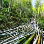 চীনে সরব বাঁশের অর্থনীতি