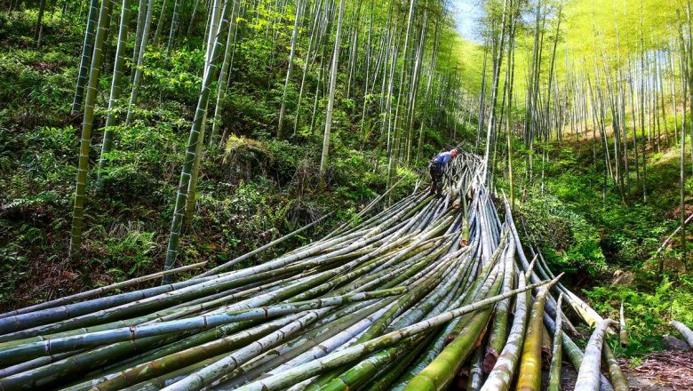 চীনে সরব বাঁশের অর্থনীতি