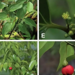 চীনে লেবুর ঘ্রাণযুক্ত নতুন গাছ আবিষ্কার