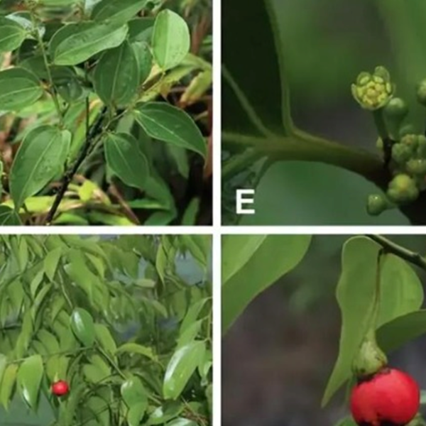 চীনে লেবুর ঘ্রাণযুক্ত নতুন গাছ আবিষ্কার