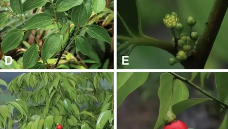 চীনে লেবুর ঘ্রাণযুক্ত নতুন গাছ আবিষ্কার