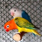 লাভবার্ডের সাতসতেরো