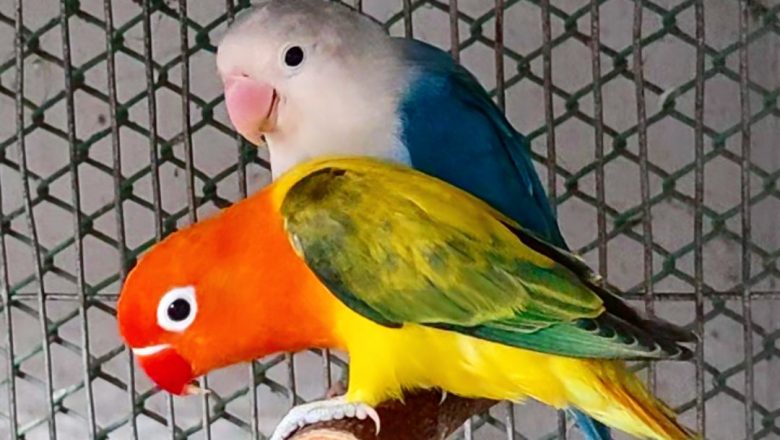 লাভবার্ডের সাতসতেরো