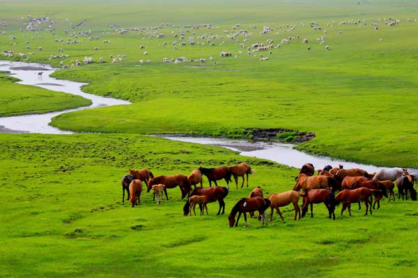 চারণভূমিকে স্থিতিশীল রাখার সূত্র বের করেছেন চীনা বিজ্ঞানীরা