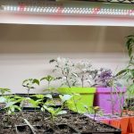 মরিচ চাষের সেরা ১২ টিপস