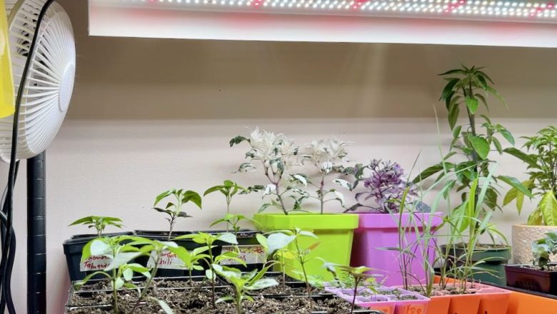 মরিচ চাষের সেরা ১২ টিপস