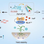 ঠান্ডা সহনশীল ও অধিক পুষ্টির ভুট্টা উৎপাদনের কৌশল আবিষ্কার চীনে