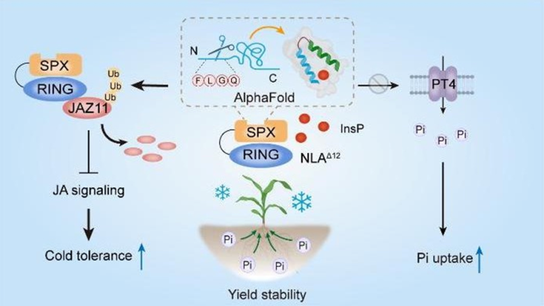 ঠান্ডা সহনশীল ও অধিক পুষ্টির ভুট্টা উৎপাদনের কৌশল আবিষ্কার চীনে