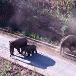 দক্ষিণ-পশ্চিম চীনে বুনো হাতি সংরক্ষণ ও সহাবস্থান নিশ্চিতে নজরদারি জোরদার