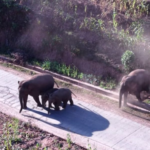 দক্ষিণ-পশ্চিম চীনে বুনো হাতি সংরক্ষণ ও সহাবস্থান নিশ্চিতে নজরদারি জোরদার