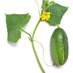 পাত্রেই ভরপুর ফলন: শসা চাষে সফলতার ৯ কার্যকর কৌশল