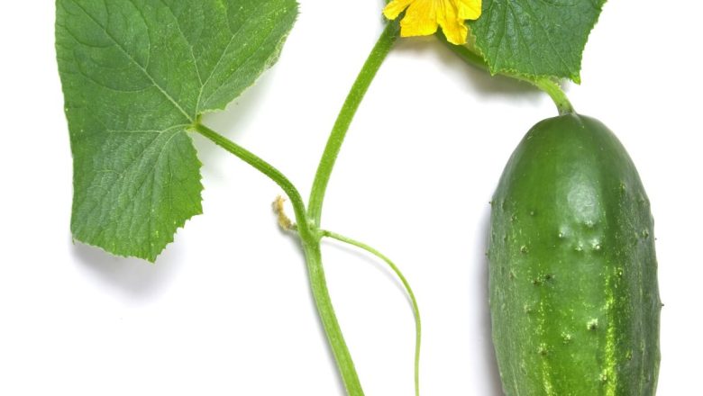 পাত্রেই ভরপুর ফলন: শসা চাষে সফলতার ৯ কার্যকর কৌশল