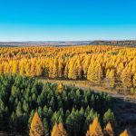 চীনের বন ও তৃণভূমির আয়তন ৫৬ শতাংশের বেশি