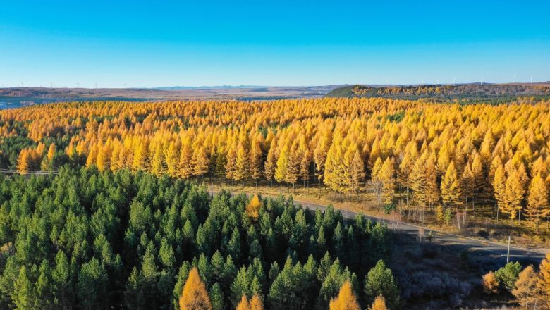 চীনের বন ও তৃণভূমির আয়তন ৫৬ শতাংশের বেশি