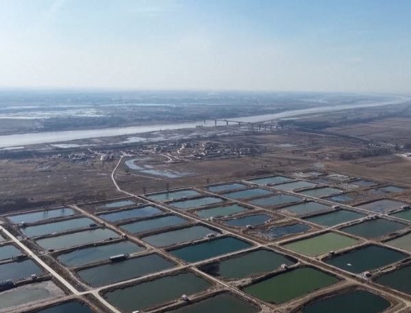 ইনার মঙ্গোলিয়ায় পর্যটন ও অর্থনীতিতে হলুদ নদীর মৎস্য শিল্প