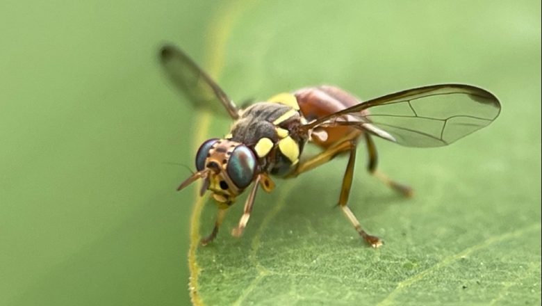 মাছির ডিম পাড়ার রহস্য উন্মোচন করলেন চীনা গবেষকরা