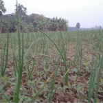 গোপালগঞ্জে পেঁয়াজ চাষে আগ্রহ বাড়ছে কৃষকদের