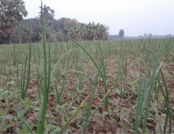 গোপালগঞ্জে পেঁয়াজ চাষে আগ্রহ বাড়ছে কৃষকদের