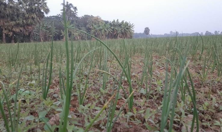 গোপালগঞ্জে পেঁয়াজ চাষে আগ্রহ বাড়ছে কৃষকদের