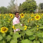 টাঙ্গাইলের চরাঞ্চলে সূর্যমুখীর অধিক ফলনে স্বপ্ন বুনছেন কৃষকেরা