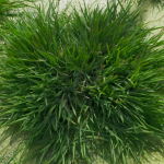 ধানের আয়ু বাড়ানোর পথ খুঁজে পেলেন চীনা বিজ্ঞানীরা