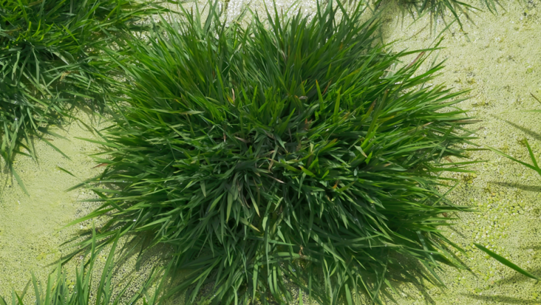 ধানের আয়ু বাড়ানোর পথ খুঁজে পেলেন চীনা বিজ্ঞানীরা