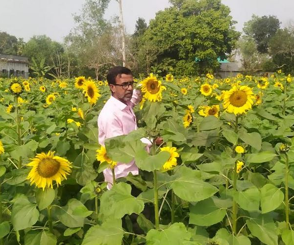টাঙ্গাইলের চরাঞ্চলে সূর্যমুখীর অধিক ফলনে স্বপ্ন বুনছেন কৃষকেরা